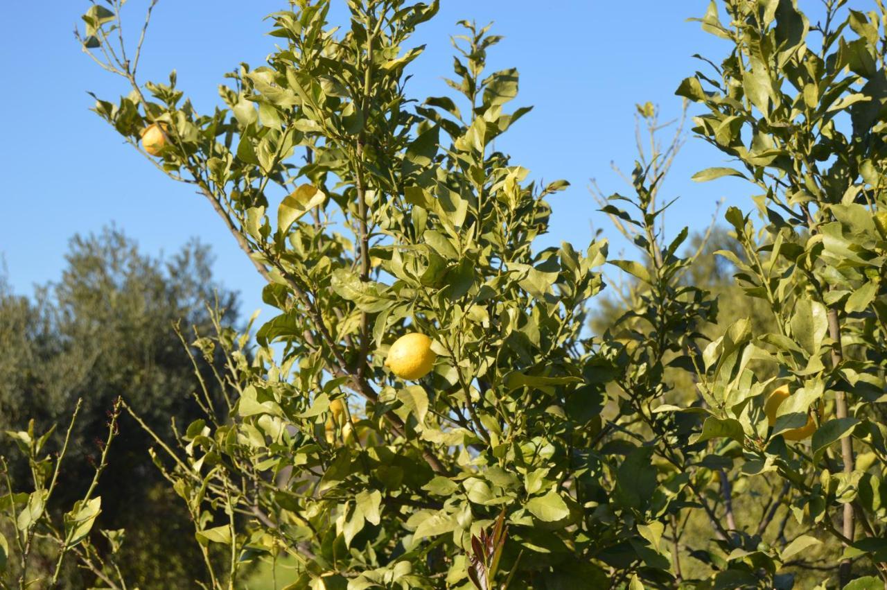 Quinta Das Figueiras Vila Nova de Cacela Eksteriør billede